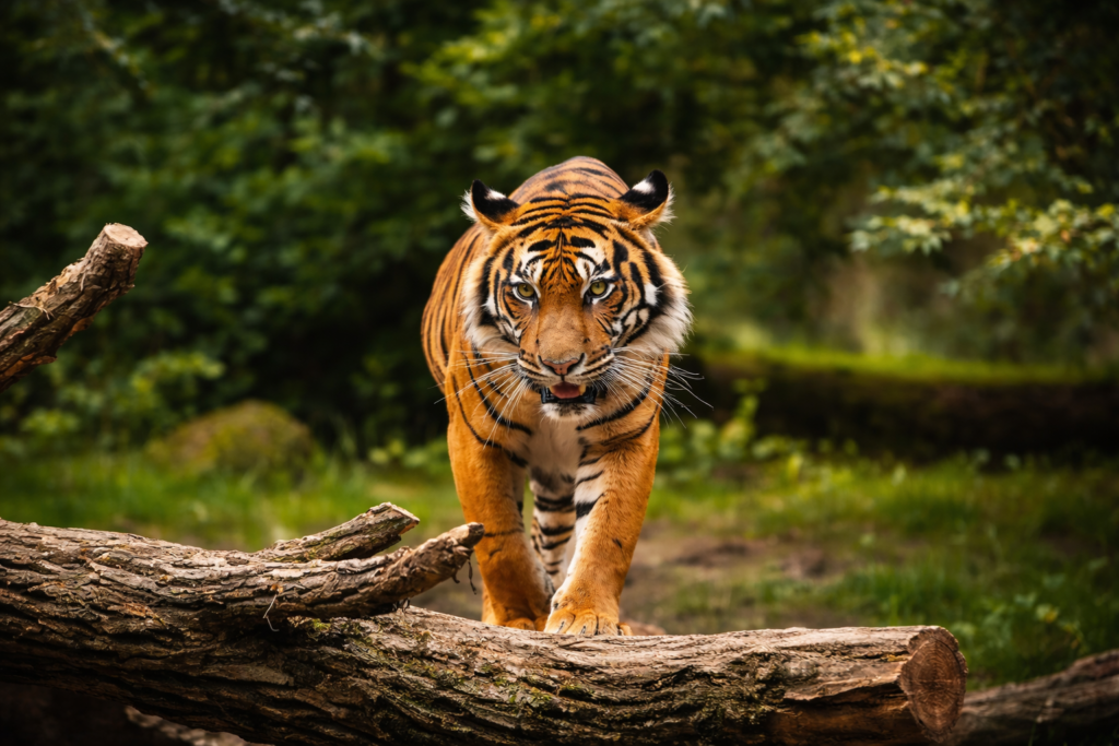 corbett1